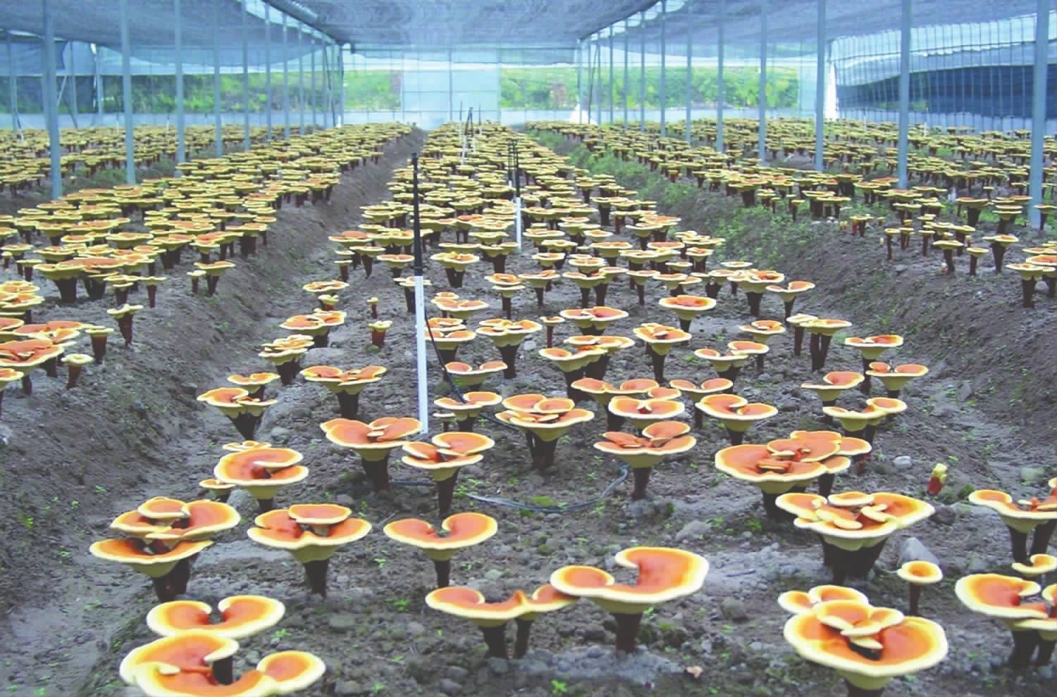 靈芝合作種植技術(shù)指導 攜手武漢澤潤鑫聚農(nóng)業(yè)科技，共享豐收成果