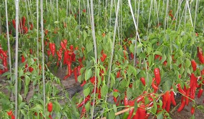 立體種植蔬菜技術(shù) 現(xiàn)代農(nóng)業(yè)種植技術(shù)的創(chuàng)新實踐